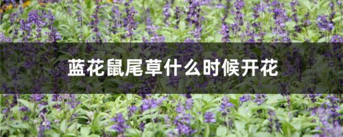 蓝花鼠尾草什么时候开花