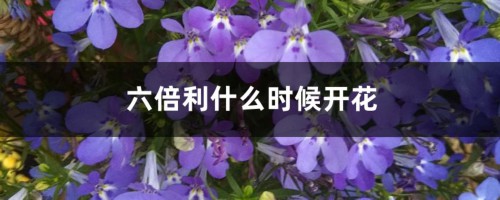 六倍利什么时候开花