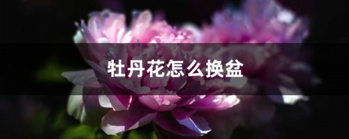 牡丹花怎么换盆