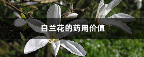 白兰花的药用价值