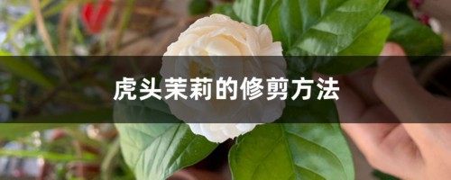 虎头茉莉的修剪方法