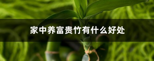 家中养富贵竹有什么好处