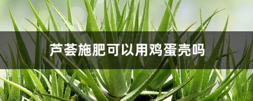 芦荟施肥可以用鸡蛋壳吗