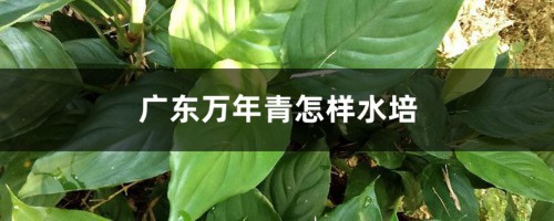 广东万年青怎样水培