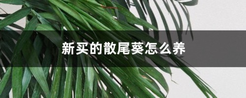 新买的散尾葵怎么养