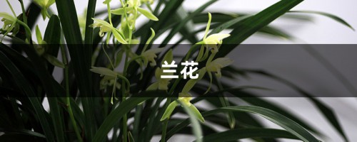 “兰花”盆里加点“粪”，不愁兰花不开花，叶子嫩芽长不断！