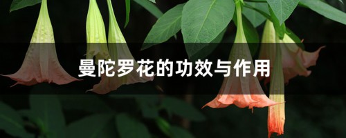 曼陀罗花的功效与作用，曼陀罗花图片