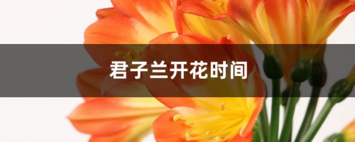 君子兰开花时间，君子兰的花期