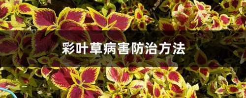 彩叶草病害防治方法