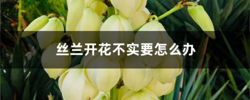 丝兰开花不实要怎么办