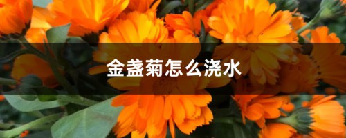 金盏菊怎么浇水