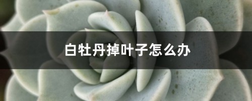 白牡丹掉叶子怎么办