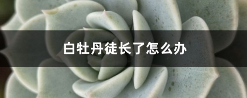 白牡丹徒长了怎么办