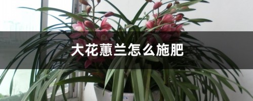 大花蕙兰怎么施肥