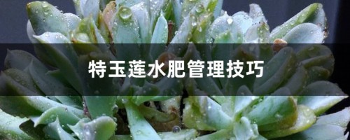 特玉莲水肥管理技巧