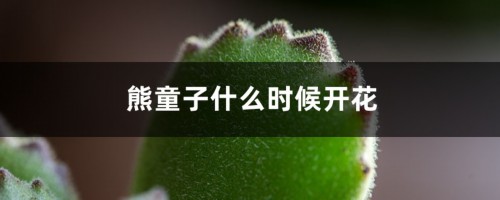 熊童子什么时候开花